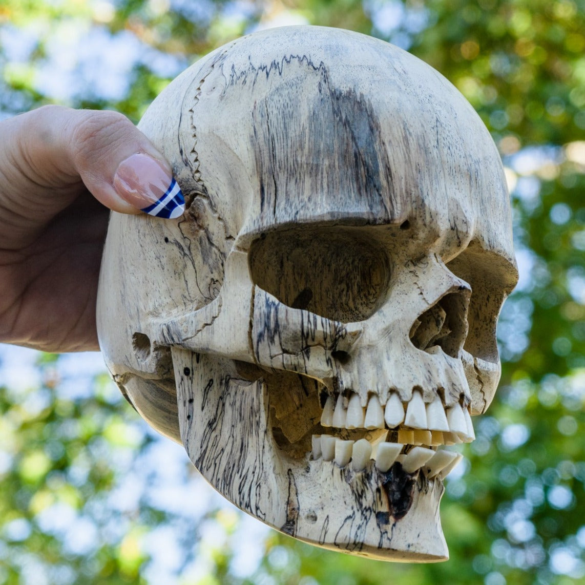 Tamarind 5" Life Size Wood Skull