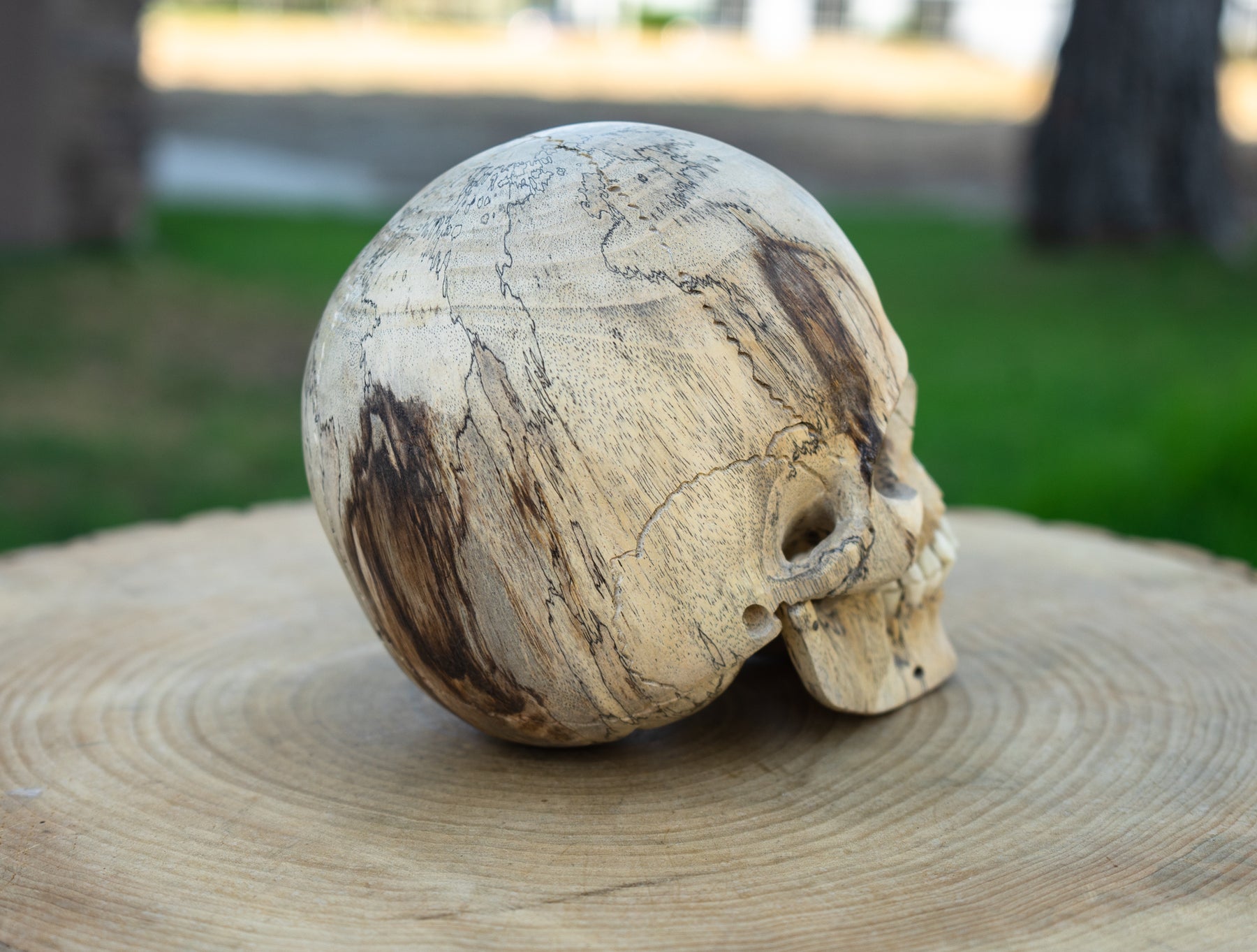 Tamarind 6" Life Size Wood Skull