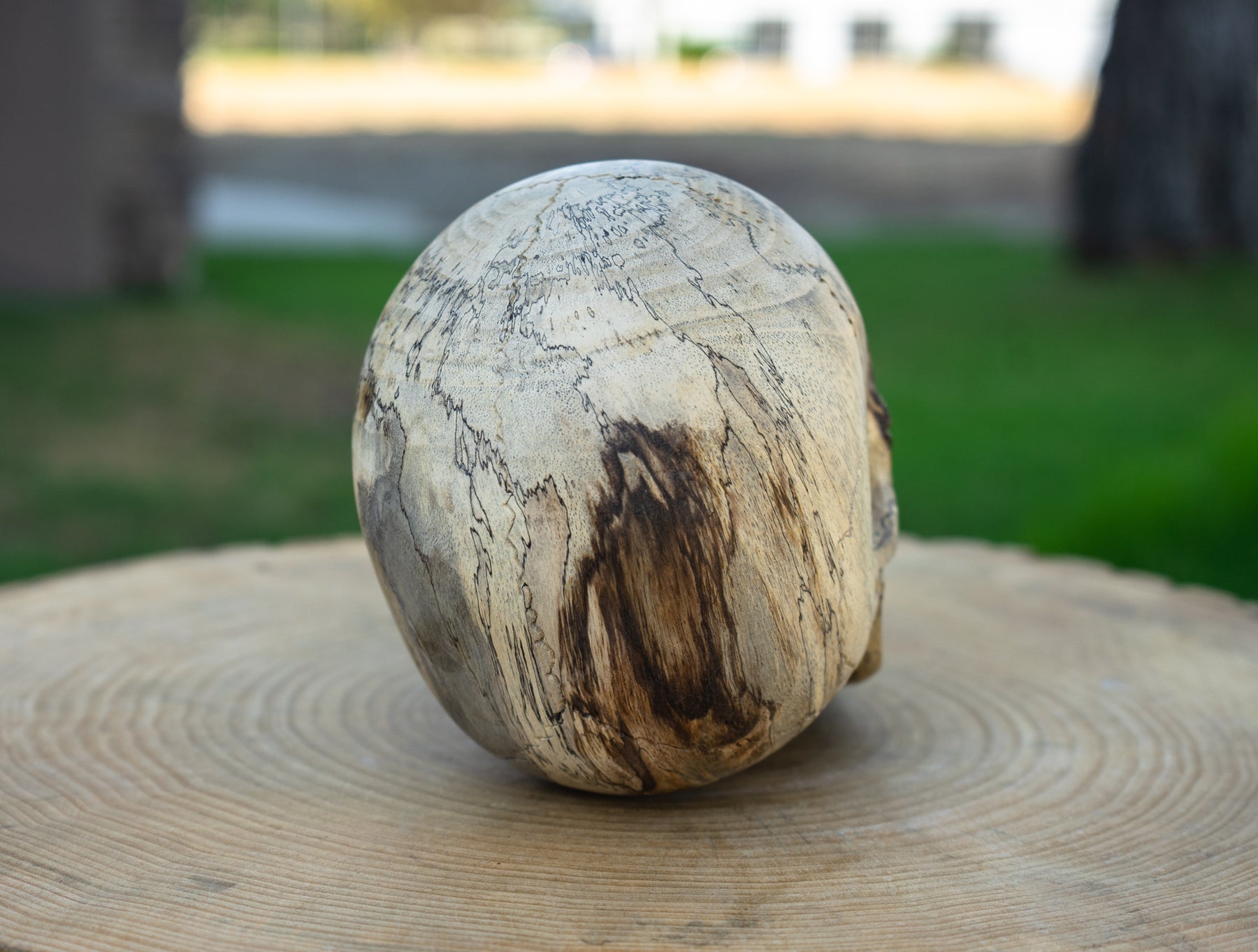 Tamarind 6" Life Size Wood Skull