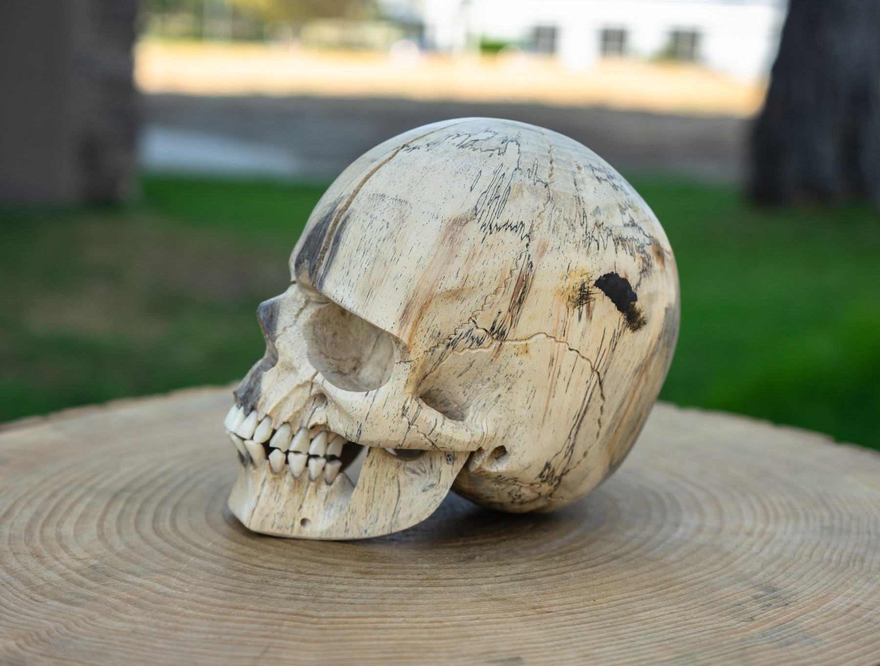 Tamarind 6" Life Size Wood Skull