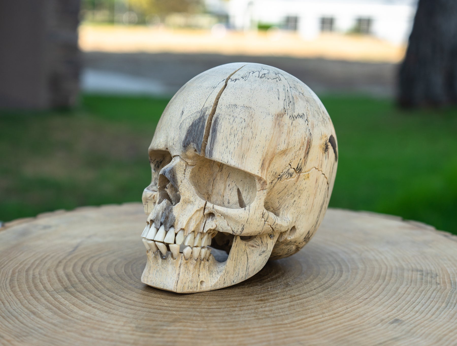 Tamarind 6" Life Size Wood Skull