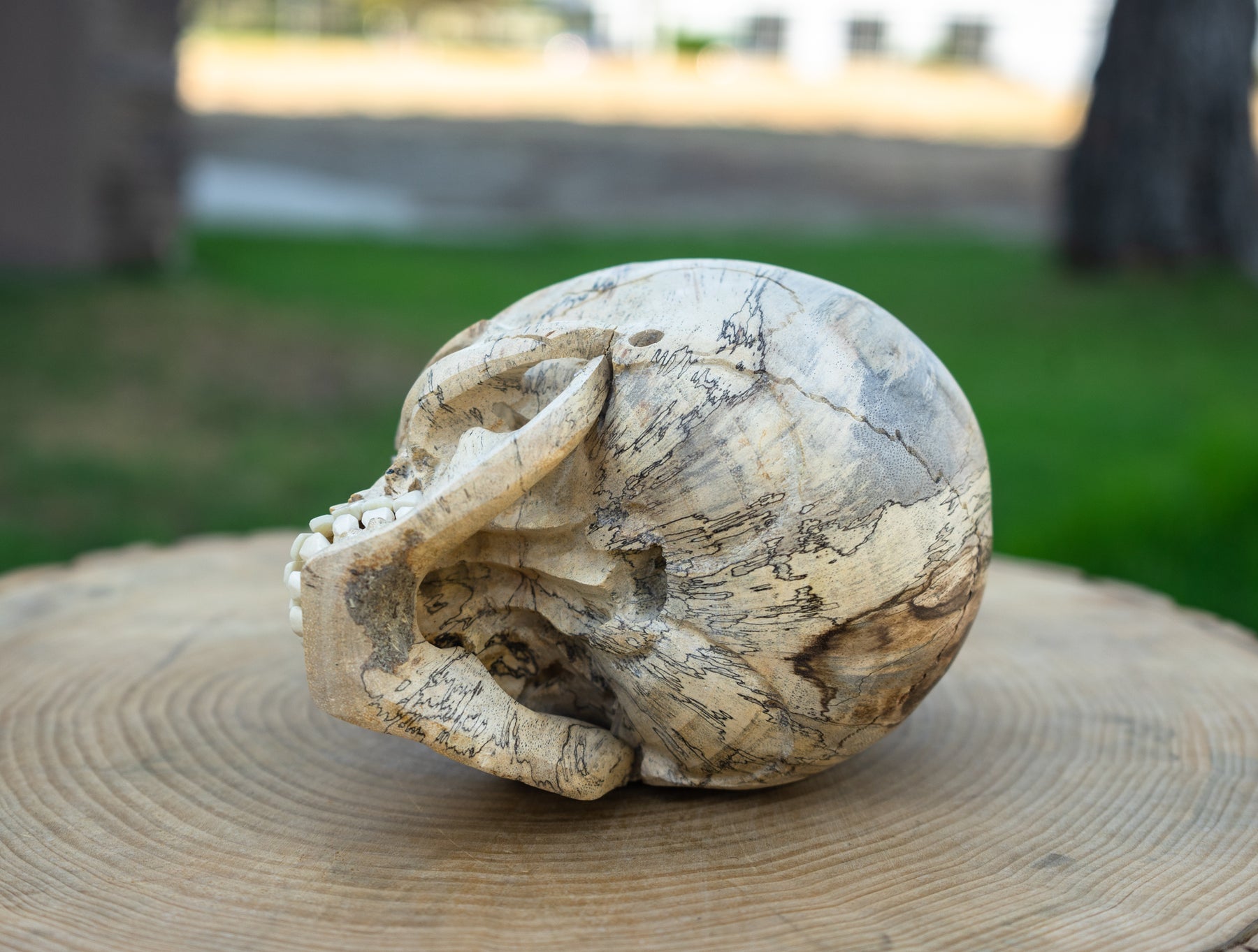 Tamarind 6" Life Size Wood Skull