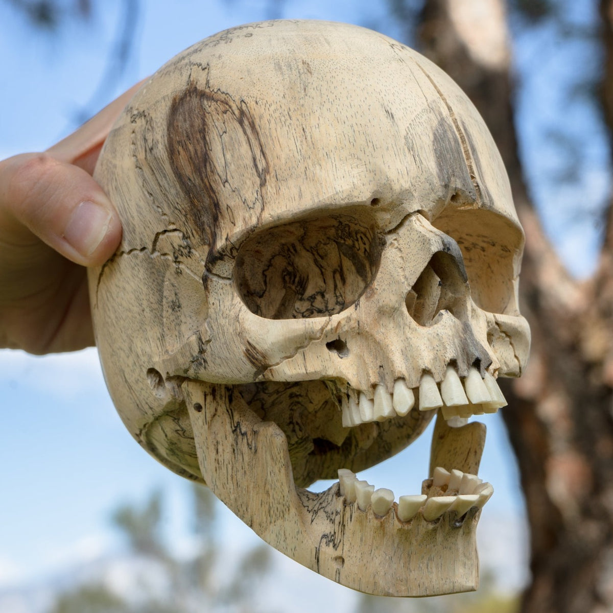 Tamarind 6" Life Size Wood Skull