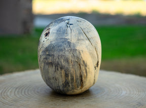 Tamarind 5" Life Size Wood Skull