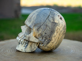 Tamarind 5" Life Size Wood Skull
