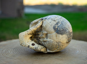 Tamarind 5" Life Size Wood Skull