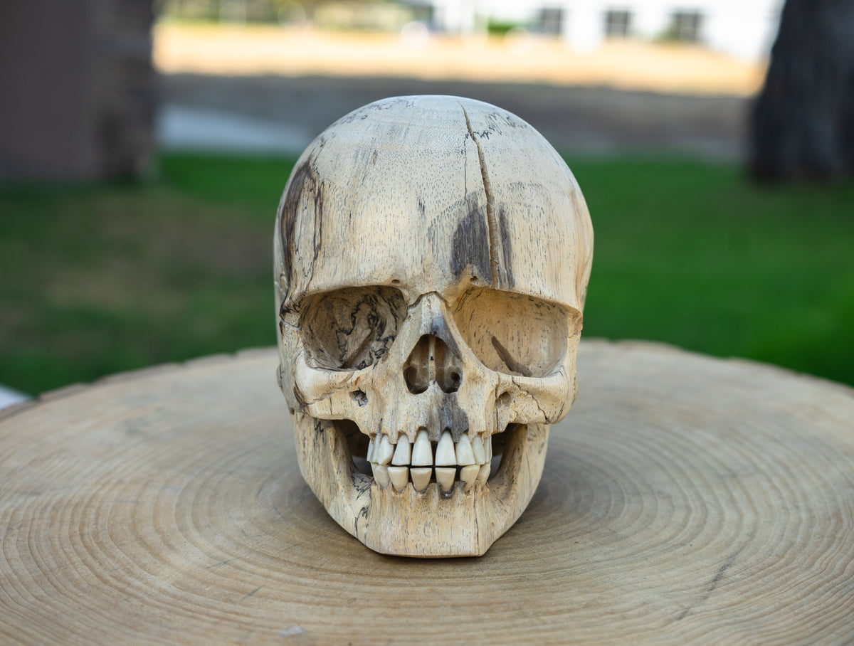 Tamarind 6" Life Size Wood Skull