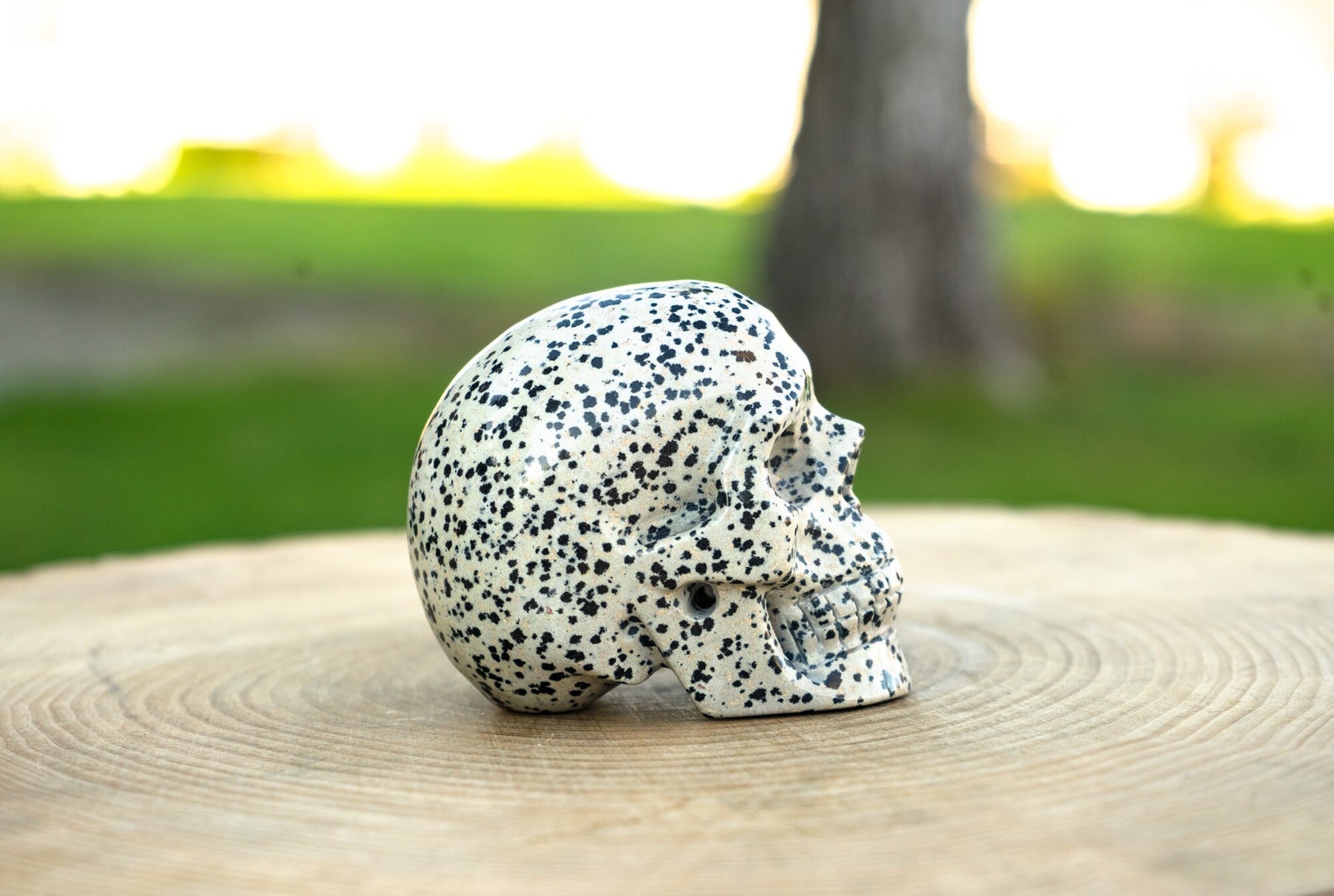 Dalmatian Jasper 3.5" Skull