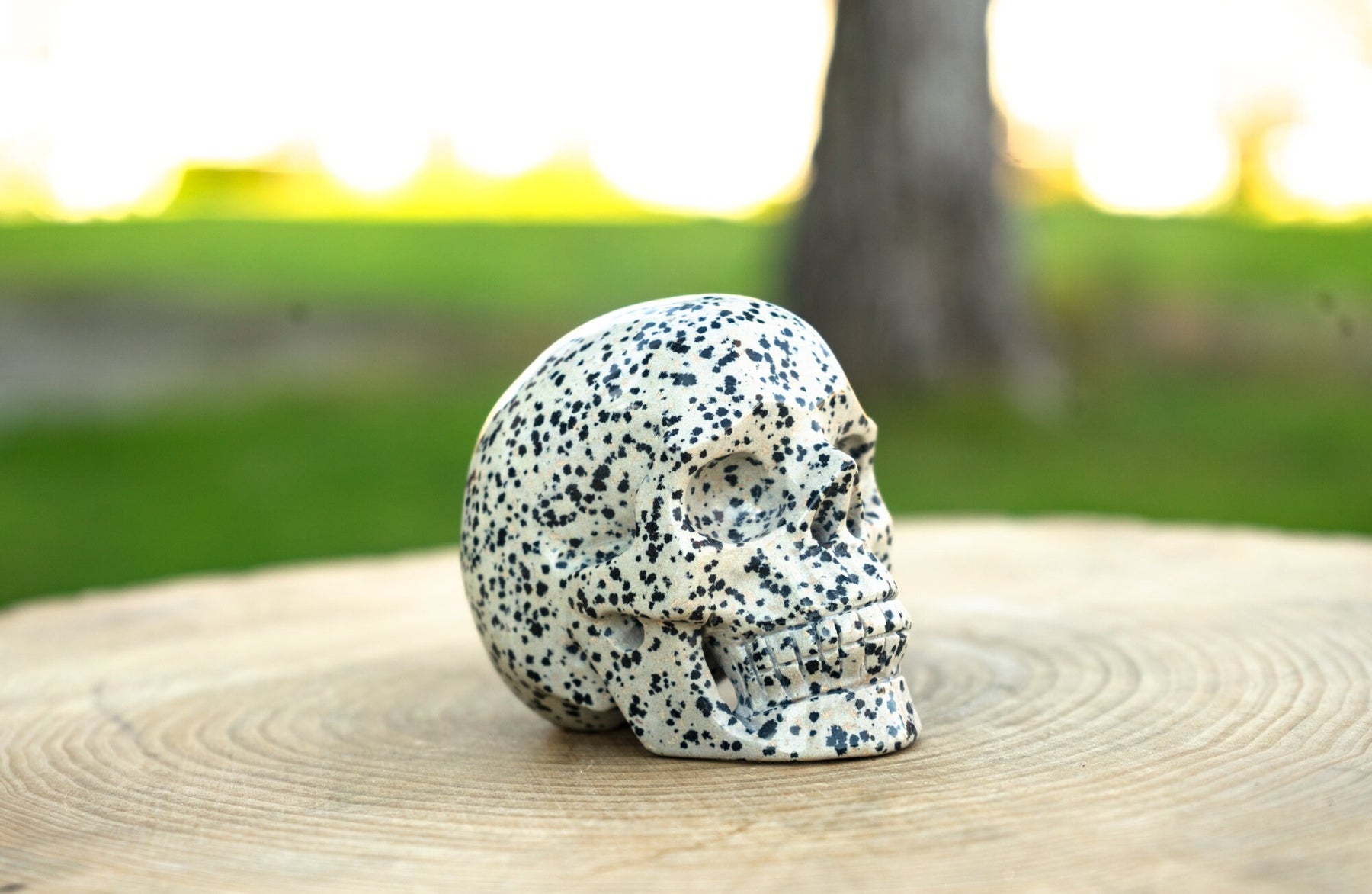Dalmatian Jasper 3.5" Skull